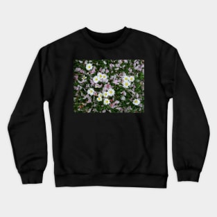 Daisy blooming Cherry blossom flower petals on the grass Crewneck Sweatshirt